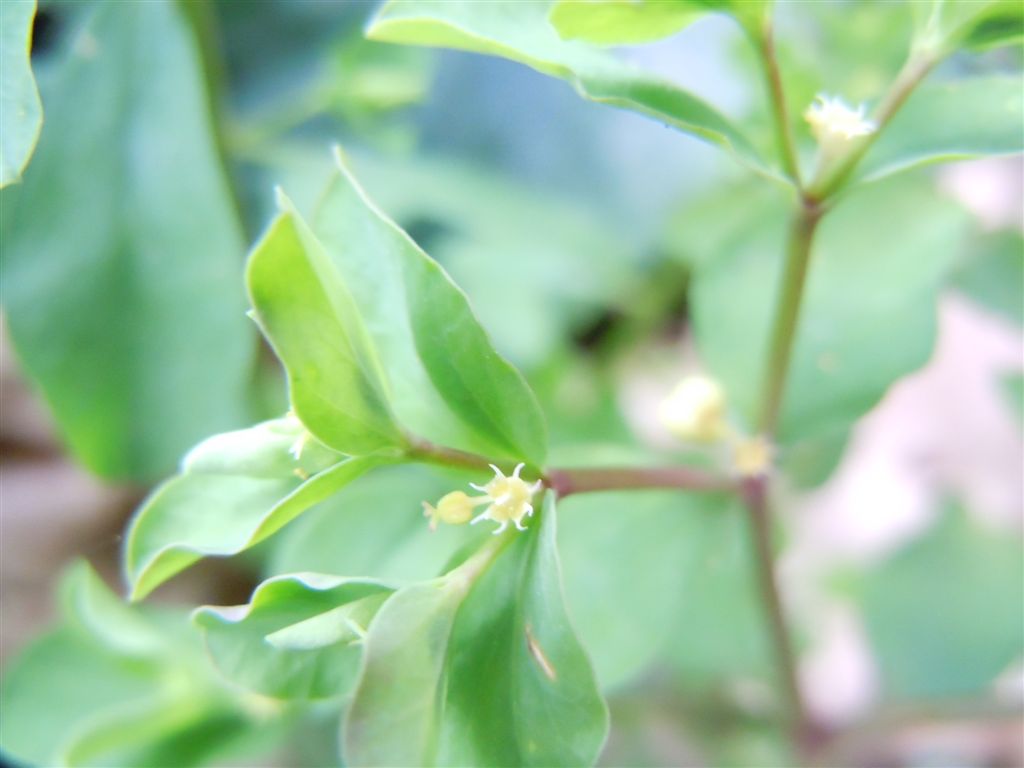 Euphorbia peplus / Euforbia minore